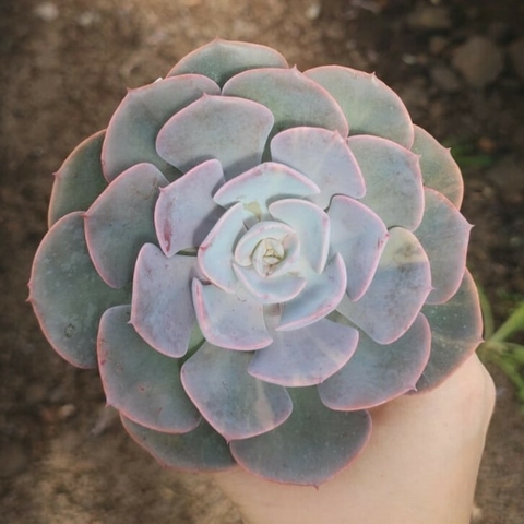 Echeveria Dusty Rose Variegata