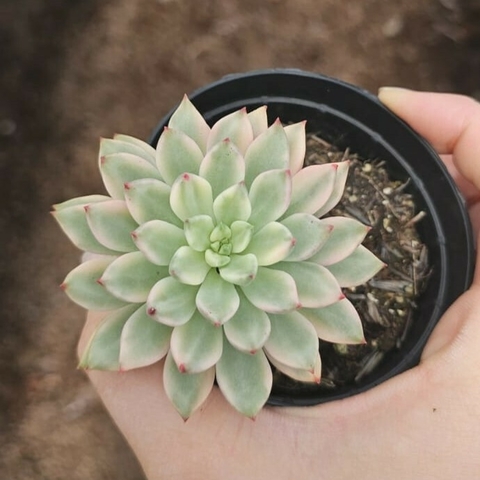 Echeveria Green Emerald Variegata