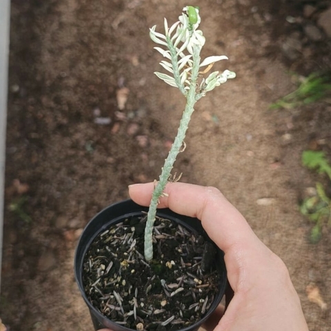 Euphorbia Tithymaloides Smallii Variegata