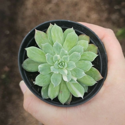 Echeveria Bradburiana Variegata