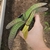 Gastéria Variegata