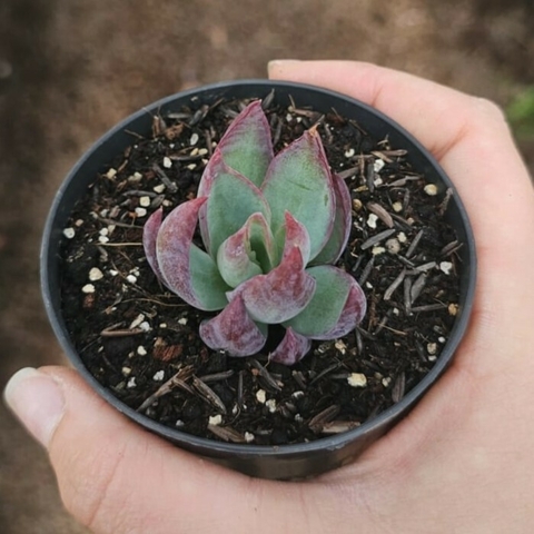 Echeveria Cassio Variegata