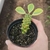 Euphorbia Monadenium Ritchiei Variegata