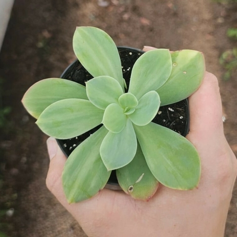 Echeveria Hakuhou Variegata