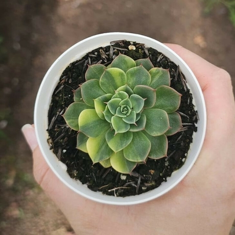Echeveria Viva Chile Variegata