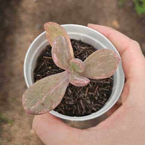 Echeveria Berserk Variegata