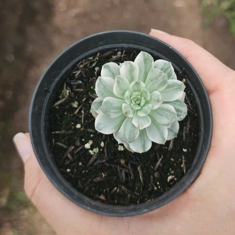 Echeveria Tinkerbell Variegata