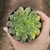 Echeveria Olivia Variegata