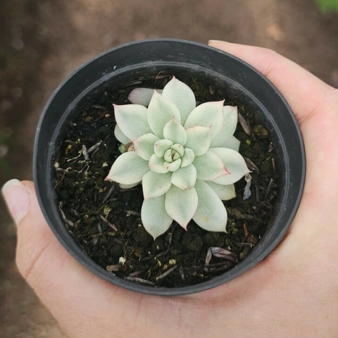 Echeveria Mebina Variegata