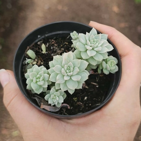 Echeveria Prolífica Variegata