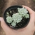 Echeveria Prolífica Variegata