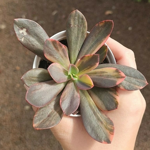 Echeveria Hanaikada Variegata