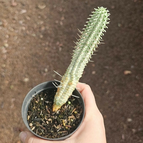 Euphorbia Mammillaris Variegata