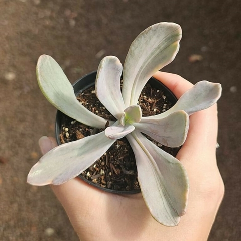 Echeveria Pomposteus Variegata