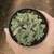 Haworthia Cooperi Variegata