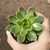 Echeveria Flamenco Variegata