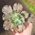 Echeveria Gibb. Sem ID 19