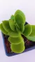Crassula Money Maker P08 - comprar online