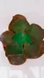 Gibbiflora Roseo Grandis P09 - comprar online
