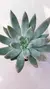Echev Tolimanensis P09 - comprar online