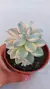 Graptopetallum Victor kane Variegata P09 - comprar online