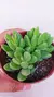 Crassula Auensis P09 - comprar online