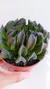 Echev Dark Prince P09 - loja online