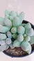Pachyphytum Rzendowski Azul P09 na internet