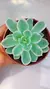 Echev Lemon Lime Variegada P09 na internet