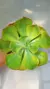 Echev Efant Variegata P09 - comprar online