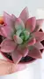 GRAPTOVERIA ROSE CROWN na internet