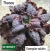 Echeveria Gibbiflora Thanos P15 (Emite carunculas) - comprar online