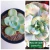 GIBB ROSA DE JADE (Sai Carunculas) P15 - comprar online