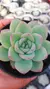 Echeveria Brave P09 - comprar online