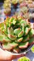 Echeveria Treassure Roseta P09 - comprar online