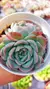 Echeveria Premera P09 - comprar online