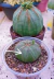 Euphorbia Obesa Fêmea P09 - comprar online