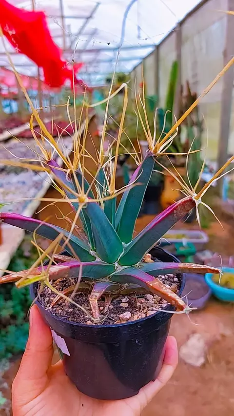 Leuchtenbergia principis P11 - comprar online