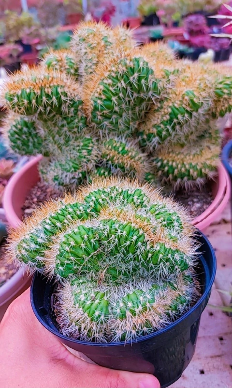 Hildewintera aureispina f. cristata / Cleistocactus winteri cristata P11 - comprar online