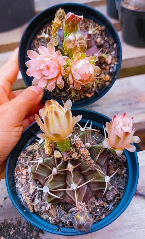 Gymnocalycium Mihanovichi Flor Salmon P11 - comprar online