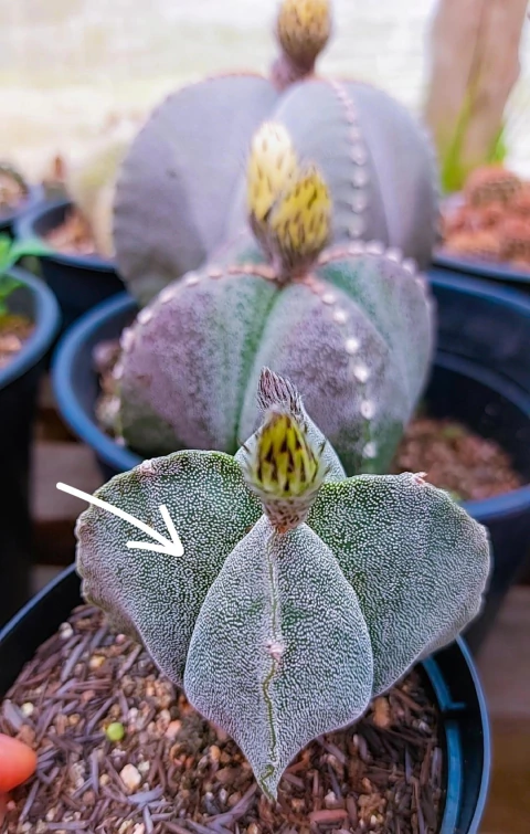 Astrophytum Myriostigma Quadricostatum P11 - comprar online