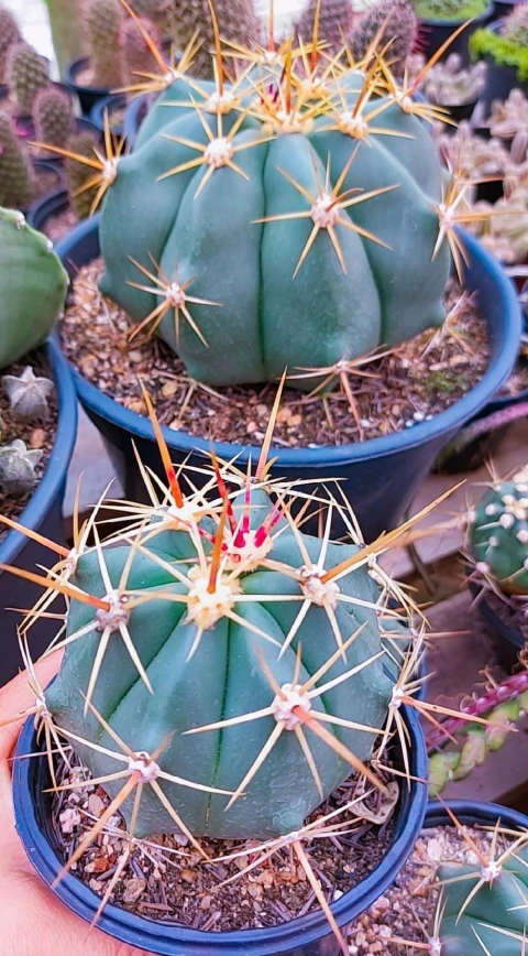 Ferocactus Macrodiscos P11 - comprar online