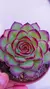 Echeveria Mexican Poldensis/Flamenco P09 na internet