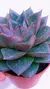 Echeveria Dionysos P09 - comprar online