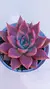 Echeveria Tobarensis X Romeu P09 na internet