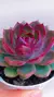Echeveria Blueberry P09