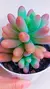 Echeveria Feat Star P09