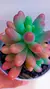Echeveria Feat Star P09 - Maria Rita Suculentas