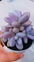 Graptopetalum Pink One P09
