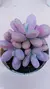 Graptopetalum Pink One P09 - comprar online